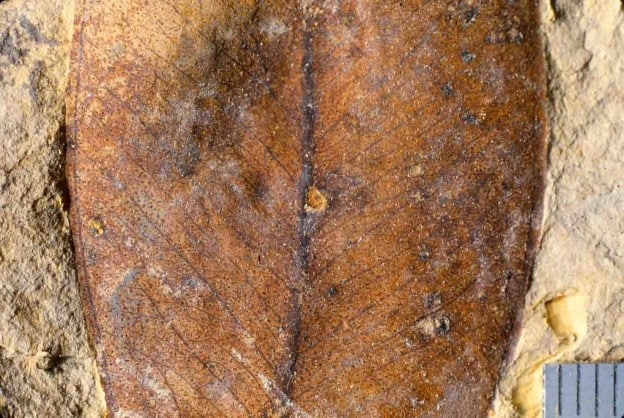 Fossil Eucalyptus leaf from New Zealand Miocene