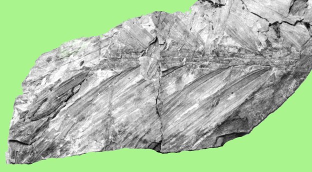 Fossil palm from New Zealand Miocene Manuherikia Group