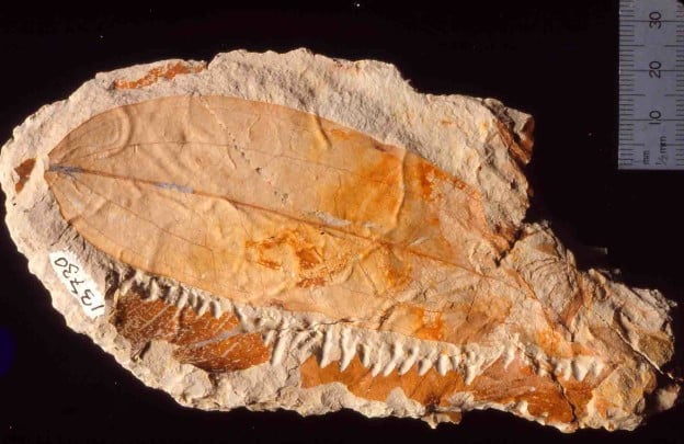 Fossil Ripogonum from New Zealand Miocene Manuherikia Group