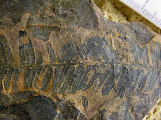 Fossil conifer foliage from New Zealand Paleocene