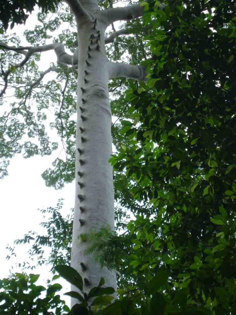 The Honey Trees of Kalimantan MikePole