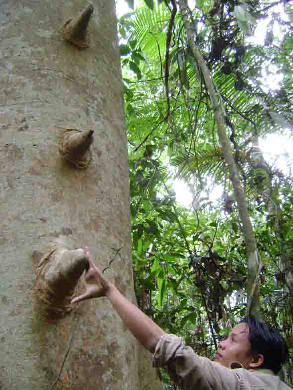 The Honey Trees of Kalimantan MikePole