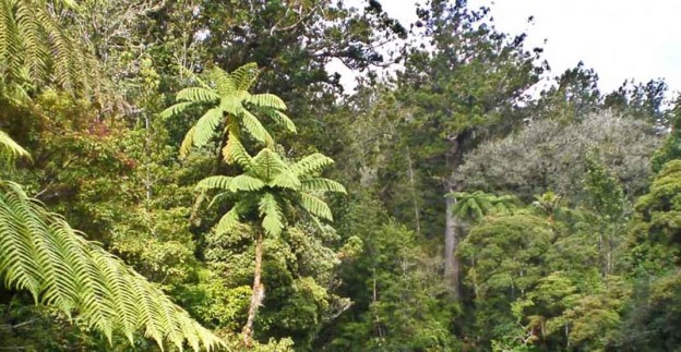 Kauri (Agathis) forest in New Zealand