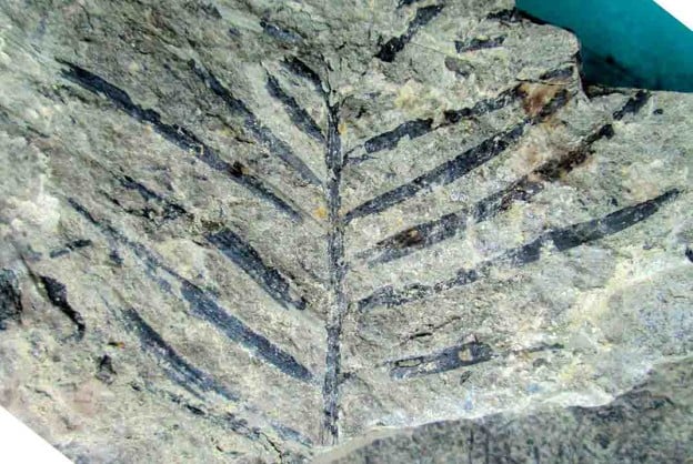 Podozamites fossil from New Zealand Jurasic