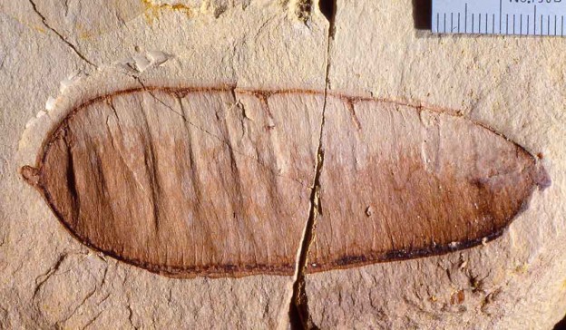 Fossil pea pod (legume) from the Miocene Miocene Manuherikia Group of New Zealand
