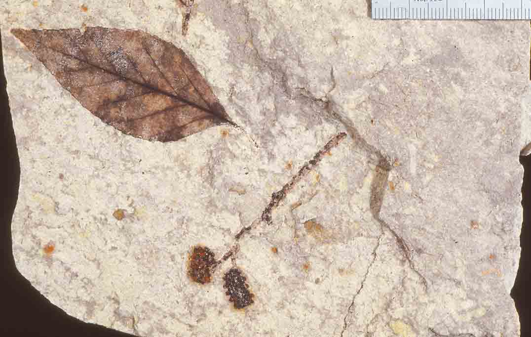 Miocene Nothofagus leaf and Allocasuarina fruits, New Zealand, Manuherikia Group, New Zealand