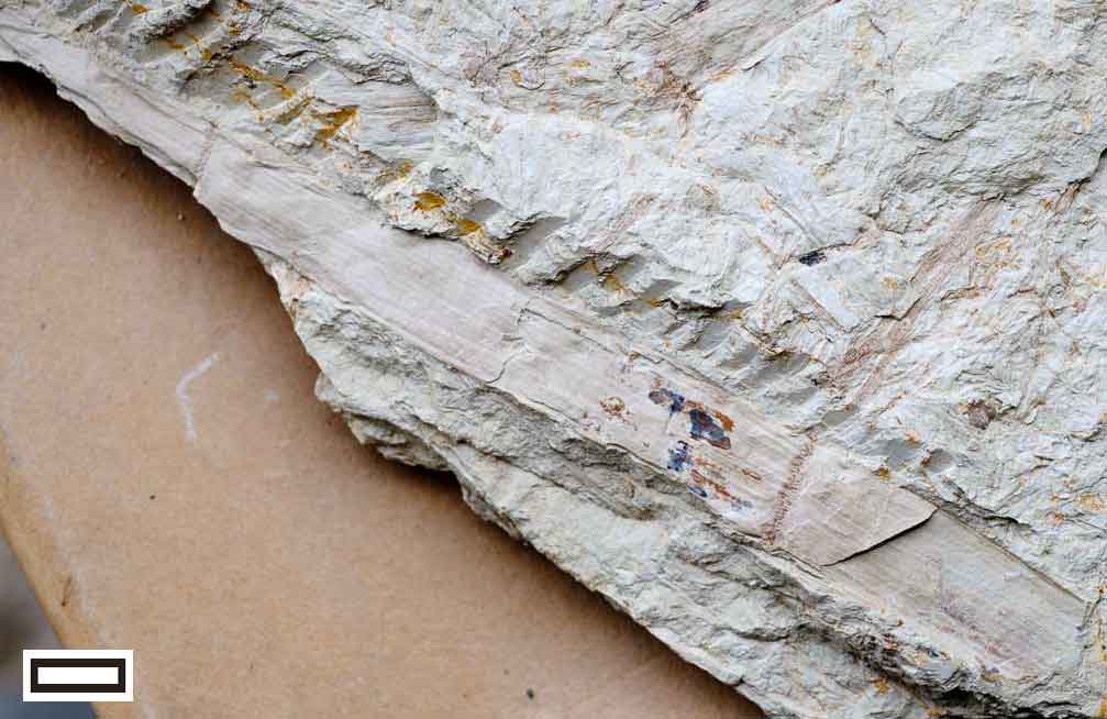 New Zealand’s first fossil horsetails in millions of years MikePole