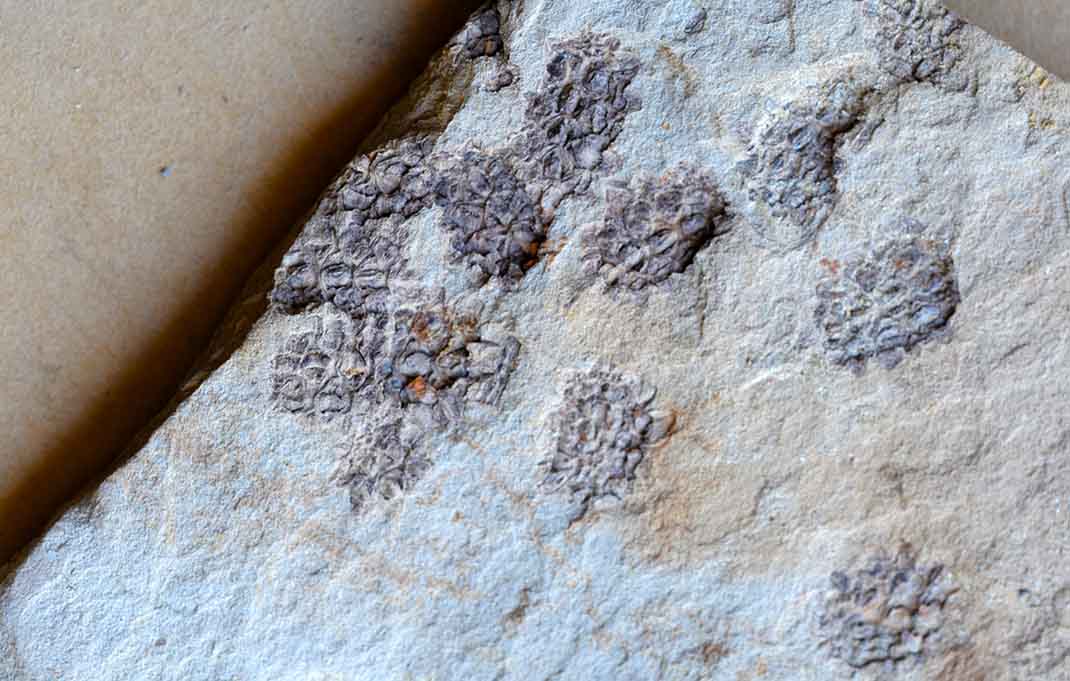 Fossil Allocasuarina, Miocene Manuherikia Group, New Zealand