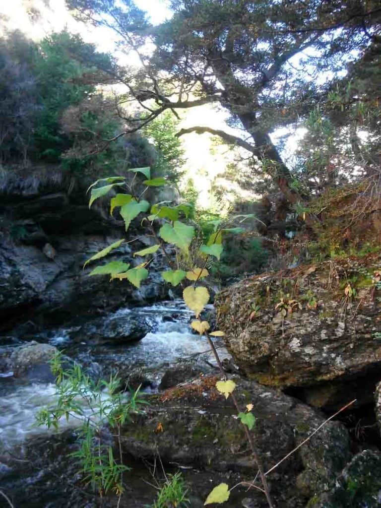 One of two small Hoheria lyallii on the edge of the Roaring Meg. Relict Nothofagus in the background.