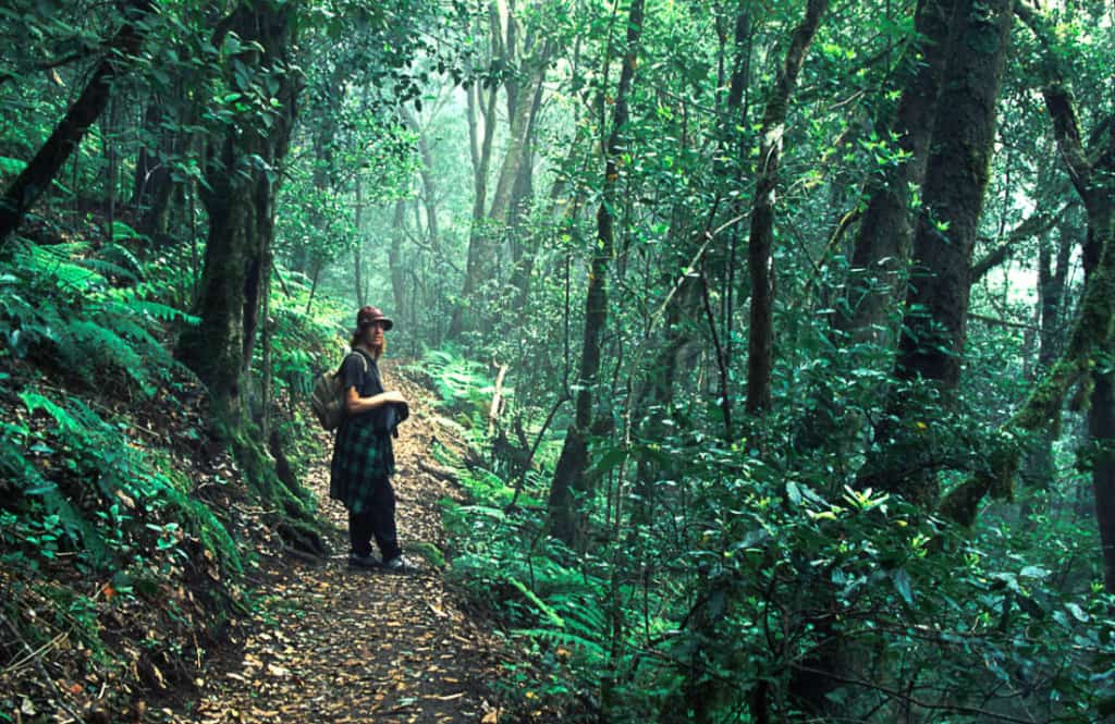 I wander along a misty path in the rainforest. La Gomera, Canary Islands