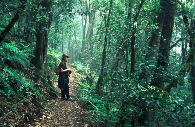 Canary Islands rainforest