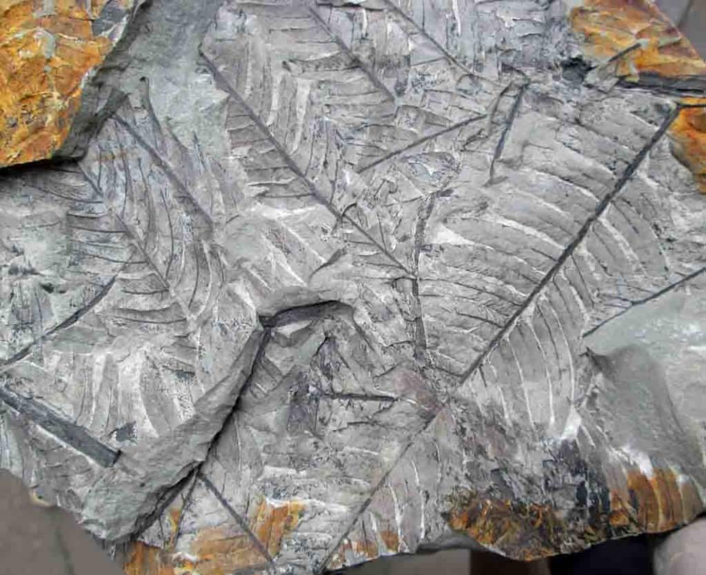 Fossil Cladophlebis fern from New Zealand Jurassic