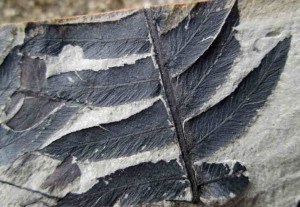 Fossil Cladophlebis fern from New Zealand Jurassic