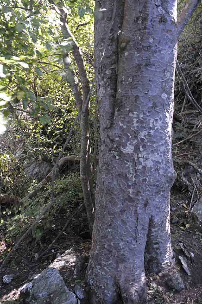 Close up of the trunk of the Diamond Lake matai tree