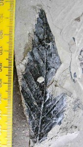 Fossil leaf from New Zealand Late Cretaceous of Kaitangata