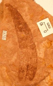 Fossil Eucalyptus leaf from New Zealand Miocene