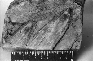 Fossil palm from New Zealand Miocene
