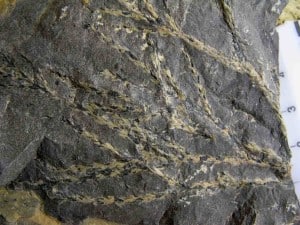 Fossil conifer foliage from New Zealand Paleocene