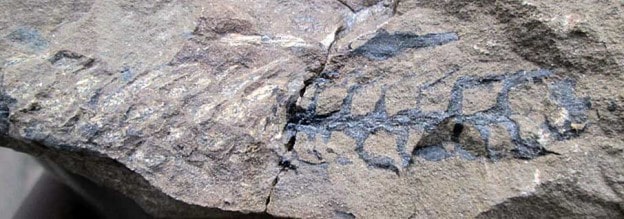 Palissya fossil cone from New Zealand Jurassic