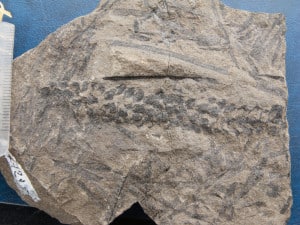 Palissya fossil cone from New Zealand Jurassic