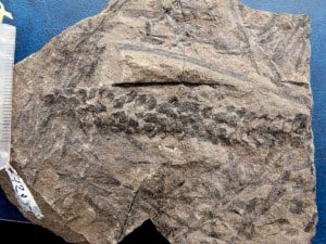 Palissya fossil cone from New Zealand Jurassic