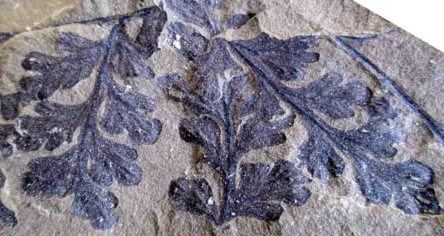 Coniopteris fossil fern from New Zealand Jurassic