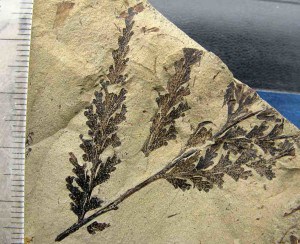 Coniopteris fossil fern from New Zealand Jurassic