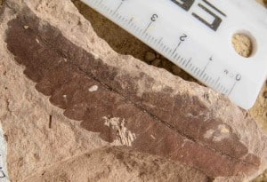 Fossil leaf from Early Eocene New Zealand