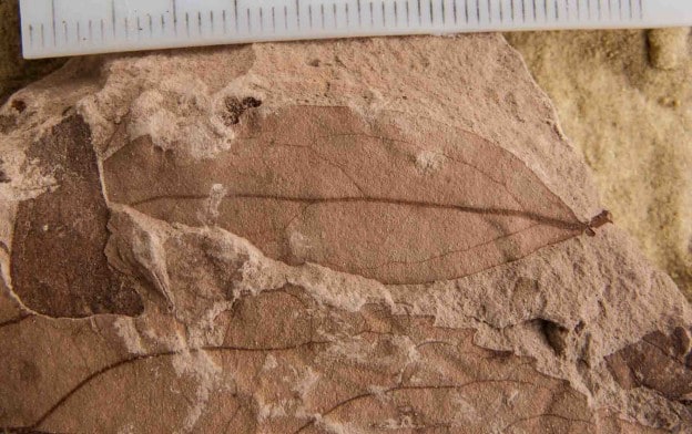 Fossil leaf from Early Eocene New Zealand