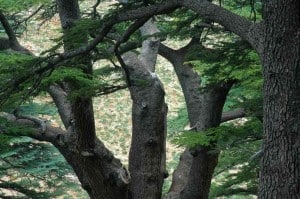 Cedars of Lebanon