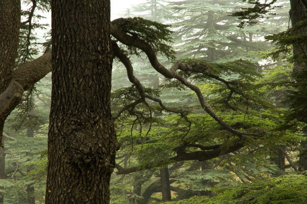 Cedars of Lebanon