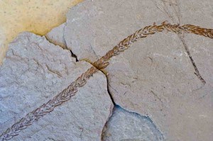 Fossil Araucaria shoot from New Zealand Miocene