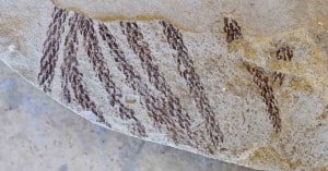 Araucaria fossil shoot from Miocene of New Zealand.