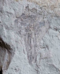 Fossil Araucaria cone scale New Zealand Miocene