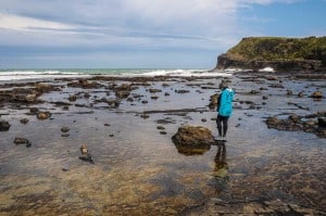Curio Bay Jurassic fossil forest in New Zealand