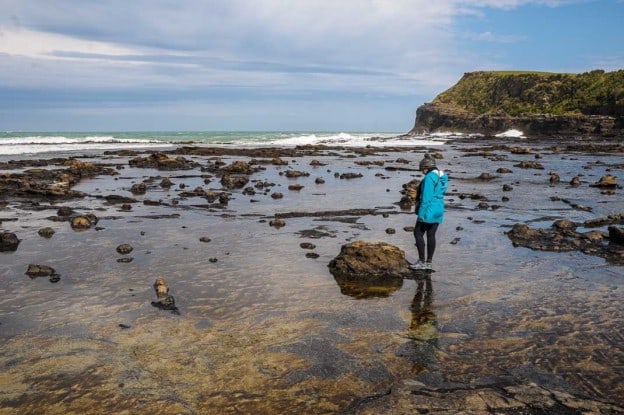 Curio Bay Jurassic fossil forest in New Zealand