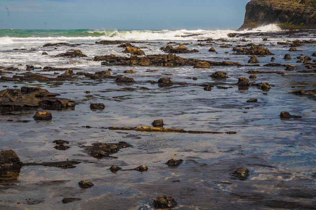 Fossil tree stumps and fallen logs are scattered over the shore platform at Curio Bay fossil forest in New Zealand