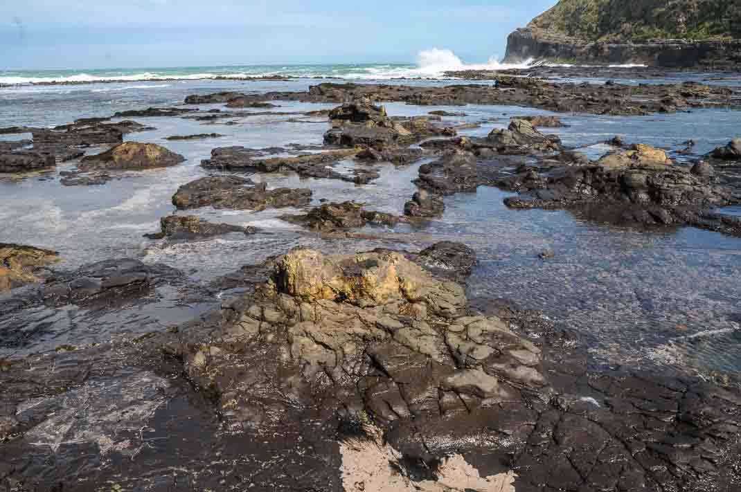 A large fossil tree trunk (foreground) in the Jurassic fossil forest at Curio Bay, New Zealand.