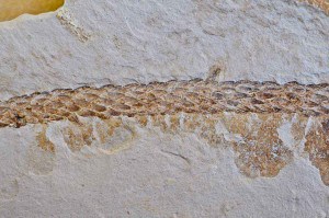 Araucaria fossil shoot from Miocene of New Zealand.