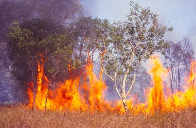 Fire in Australian savanna