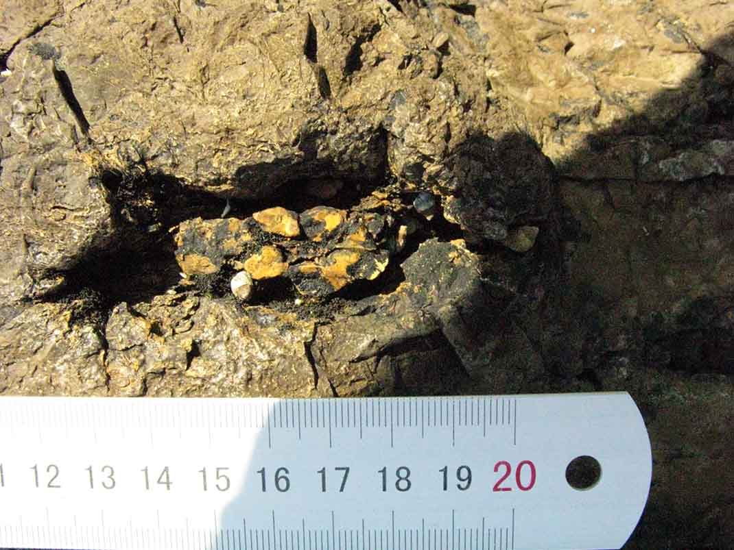 One of the very peculiar tree stumps at the Jurassic fossil forest at Curio Bay, New Zealand. Instead of the usual single set of concentric growth rings, this has several small ones, all enclosed by the same outer bark.