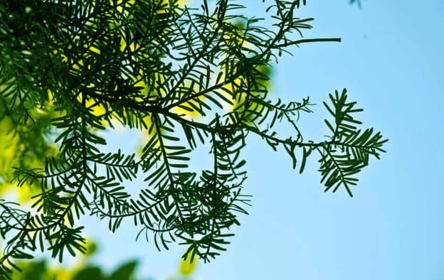 Matai (Prumnopitys taxifolia) foliage