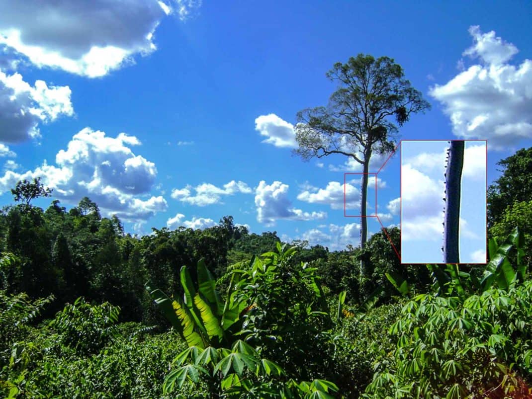 Nik39149 Honey tree composite