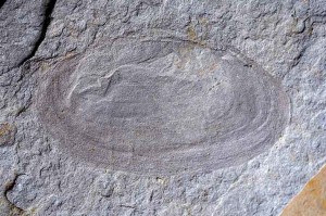 A Miocene freshwater mussel fossil
