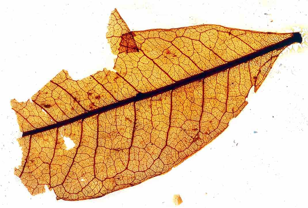 Miocene leaf fossil from Blue Lake, St Bathans, Manuherikia Group, New Zealand