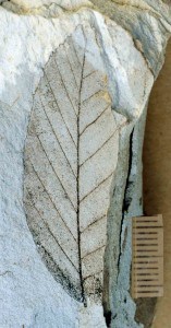 Miocene Nothofagus leaf fossil from Nevis Valley, New Zealand