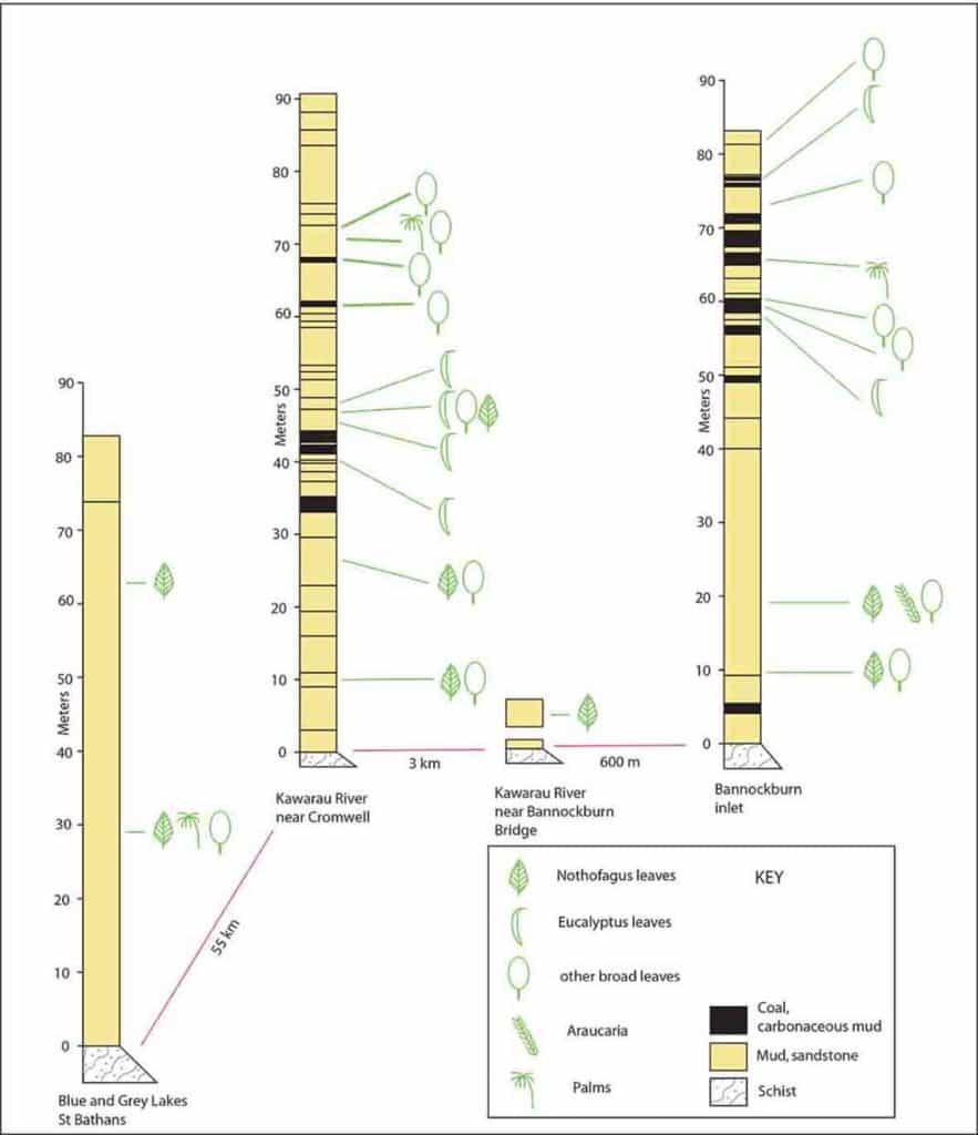 The distribution of Nothofagus leaf fossils in Miocene Manuherikia Group sections.