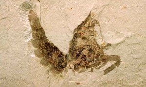 Miocene crayfish fossil