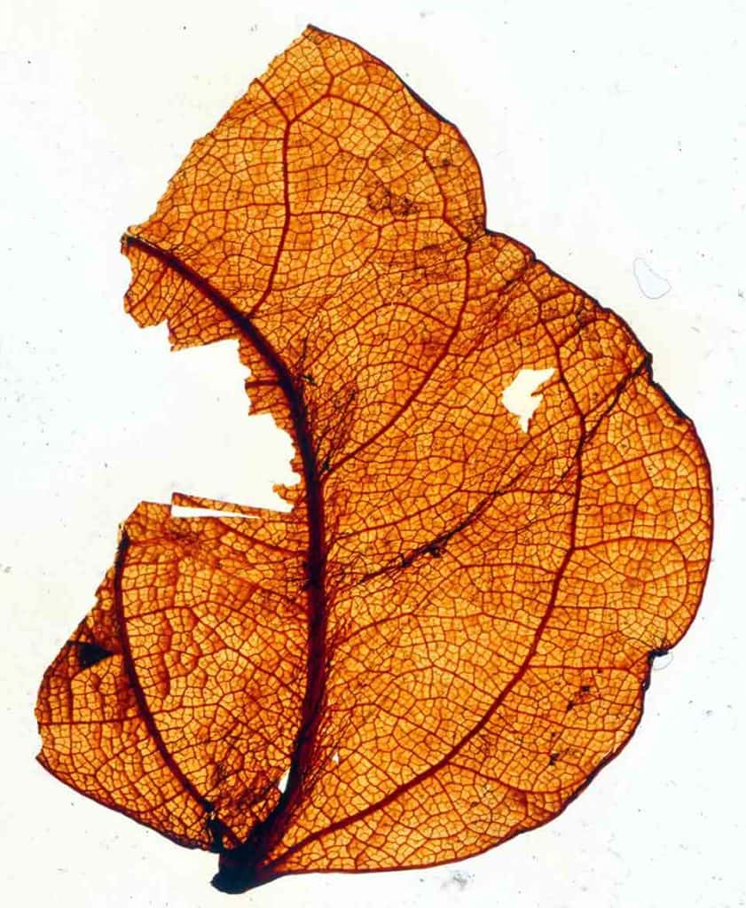 Miocene leaf fossil from Blue Lake, St Bathans, New Zealand