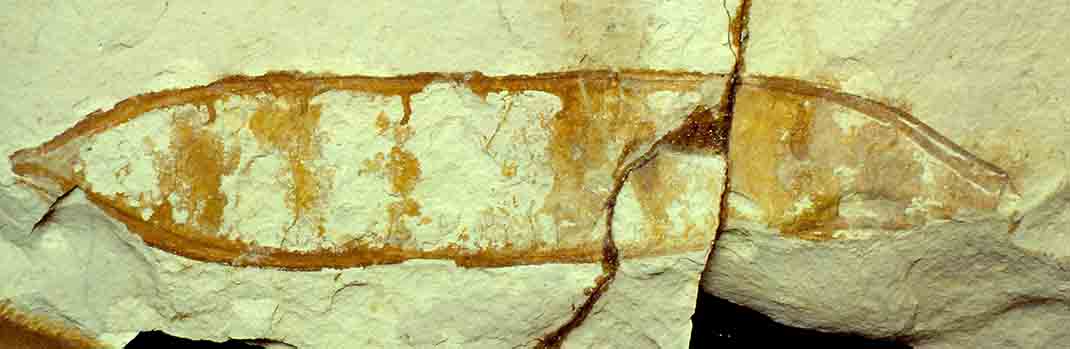 Fossil pea pod (legume) from the Miocene of Nevis Valley, New Zealand